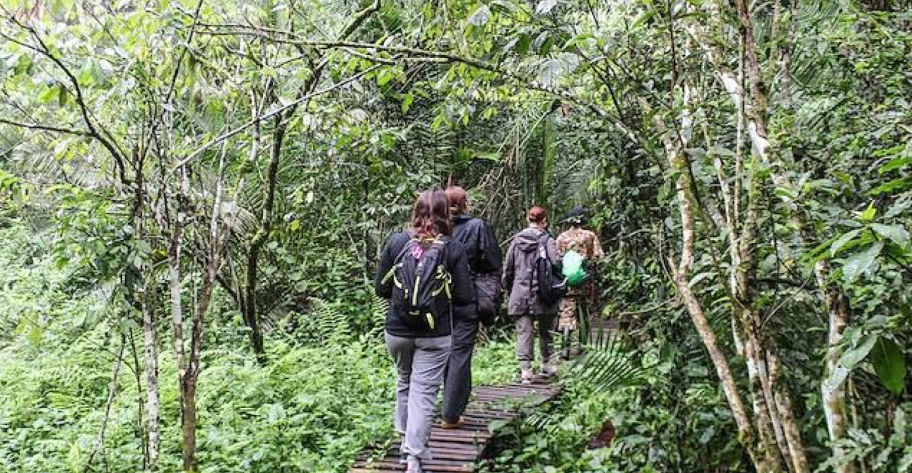 Travellers walking through a tropical forest on Forest Walk in Uganda and Rwanda