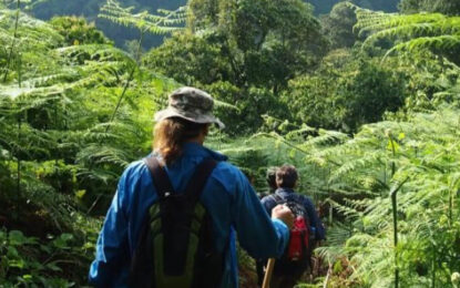 Travellers walking through Bwindi forest trail in Uganda