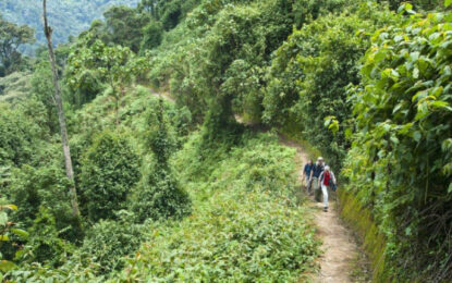 forest walks in rwanda