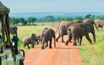 Elephants crossing a safari road during a game drive
