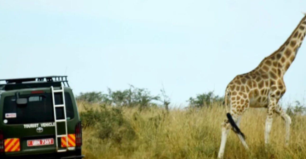 game drives in uganda murchison falls