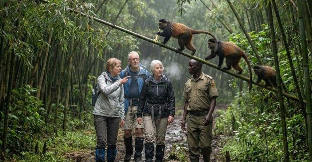 golden monkey tracking and safari activities uganda