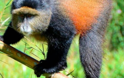 Golden monkey in a forest habitat during a tracking experience