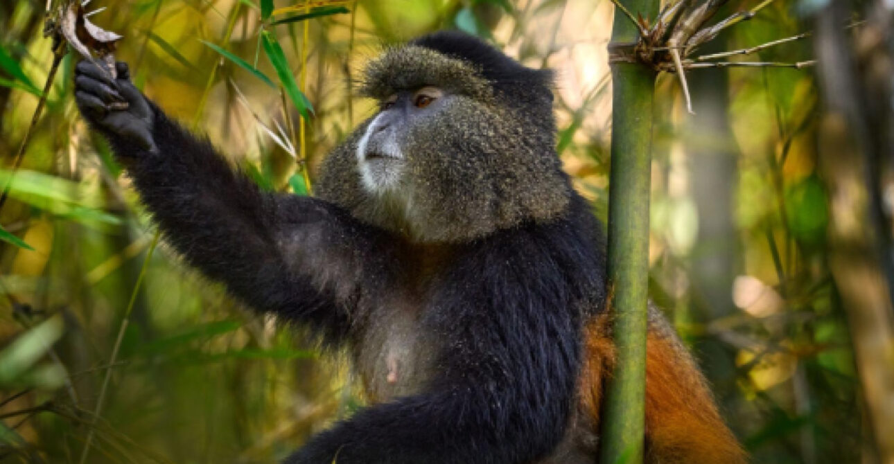 Golden monkey in the forest during Golden Monkey Tracking in Mgahinga, Uganda