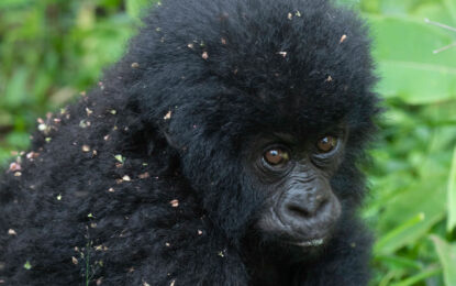 Mountain gorilla in a forest habitat during a gorilla trekking experience
