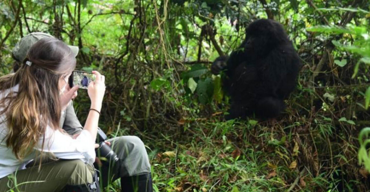 Traveller on a gorilla trekking in Uganda and Rwanda in Bwindi and Volcano