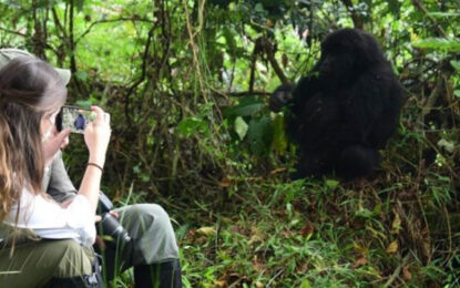 Traveller on a gorilla trekking in Uganda and Rwanda in Bwindi and Volcano