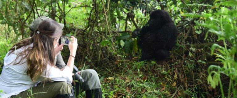 Traveller on a gorilla trekking in Uganda and Rwanda in Bwindi and Volcano