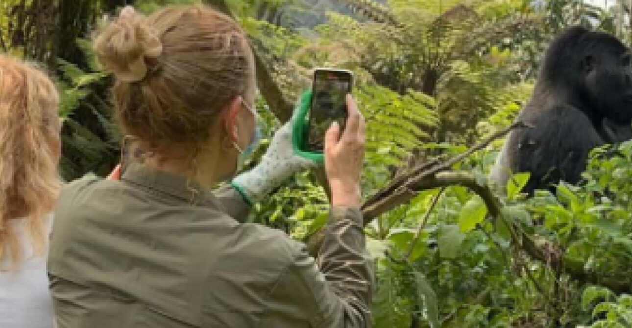 gorilla trekking wildlife experience