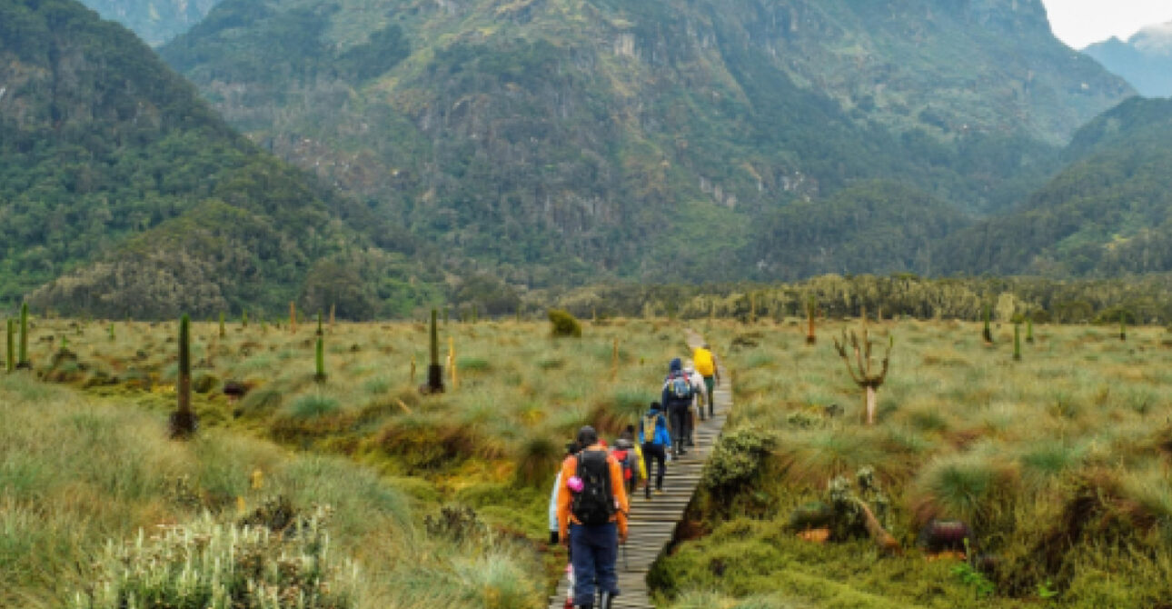 Hikers walking through the Rwenzori Mountains in Uganda
