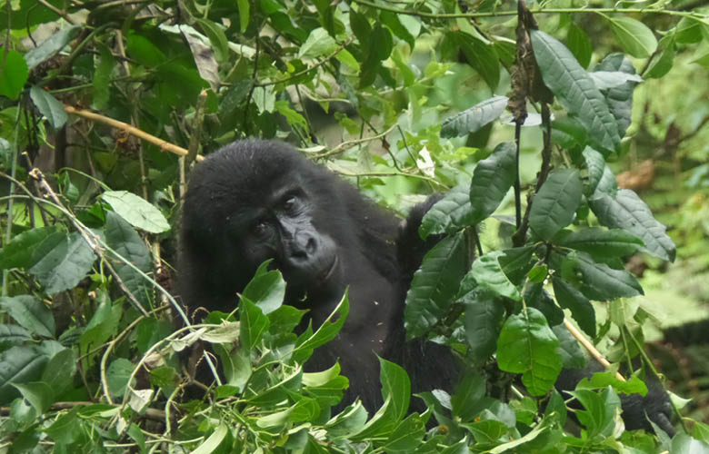 mountain gorilla bwindi uganda njagi safaris