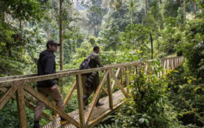 Canopy walk on Nature Tours in Uganda and Rwanda