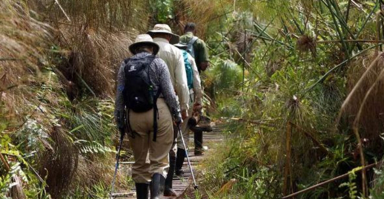 Travellers walking along a boardwalk during a guided nature walk