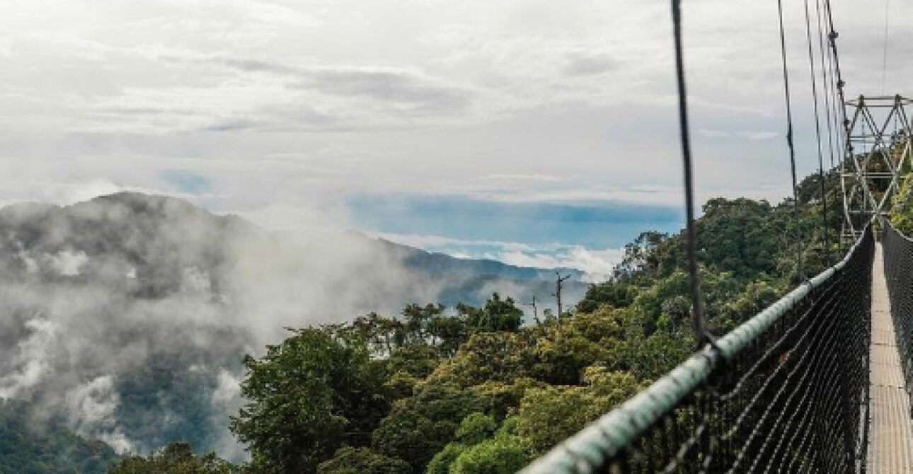 Travellers crossing the Nyungwe Canopy Walkway in Rwanda