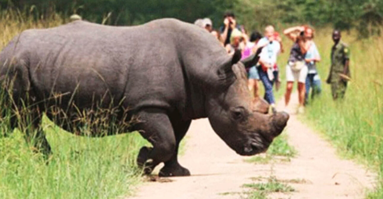Rhino Tracking in Uganda and Rwanda: travellers observing a white rhino at Ziwa Rhino Sanctuary in Uganda