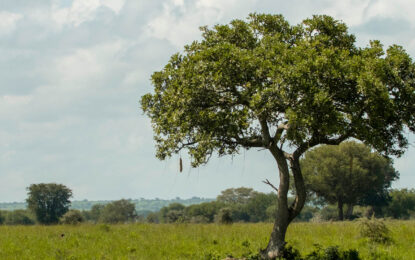 Kidepo landscape in Scenic Tours in Uganda and Rwanda