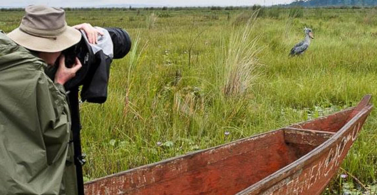 shoebill tracking in uganda shoebill encounter