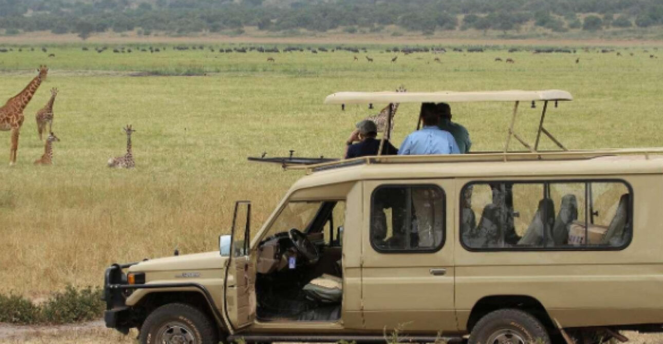 Safari vehicle viewing giraffes in Uganda