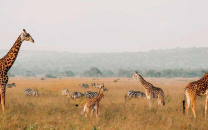 Wildlife in Uganda and Rwanda