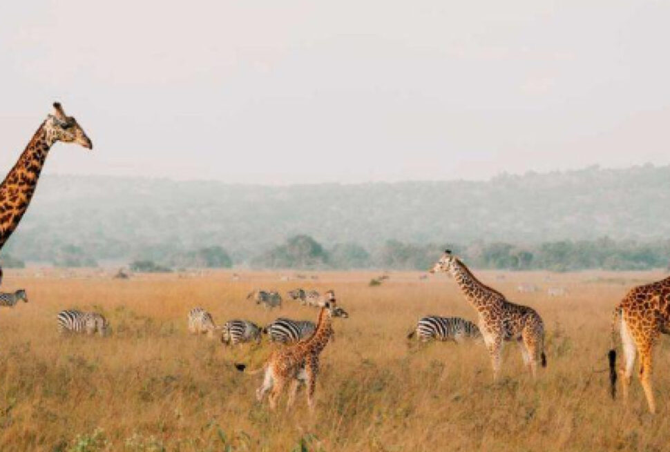 Wildlife in Uganda and Rwanda