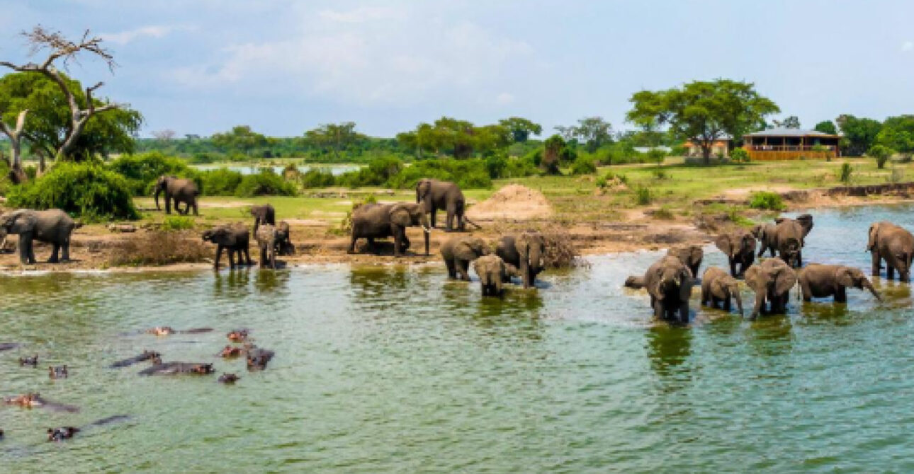 Elephants and hippos in Uganda's wildlife landscape