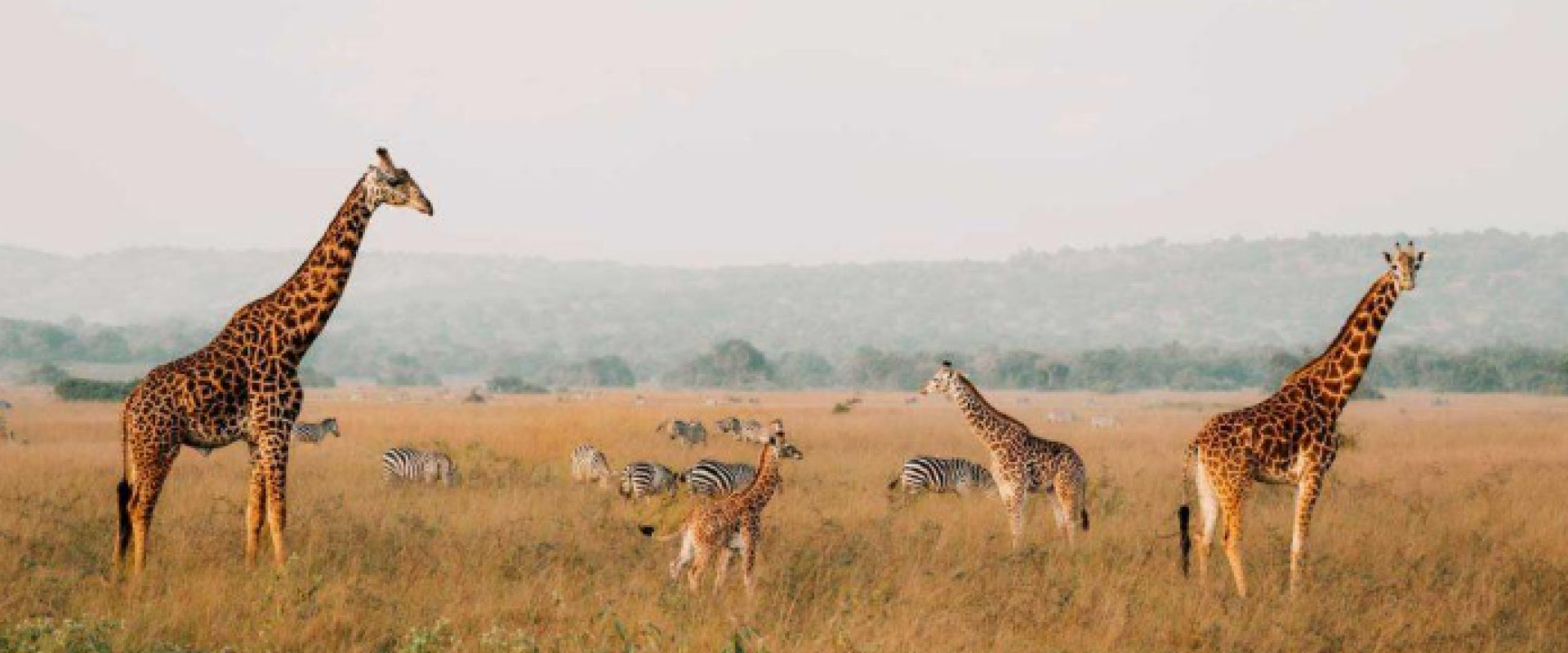 Wildlife in Uganda and Rwanda
