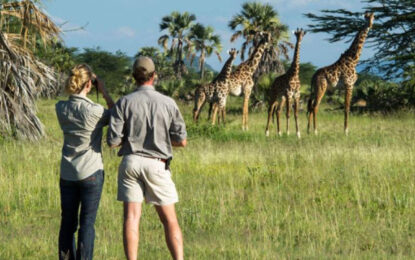 Wildlife Viewing in Uganda and Rwanda
