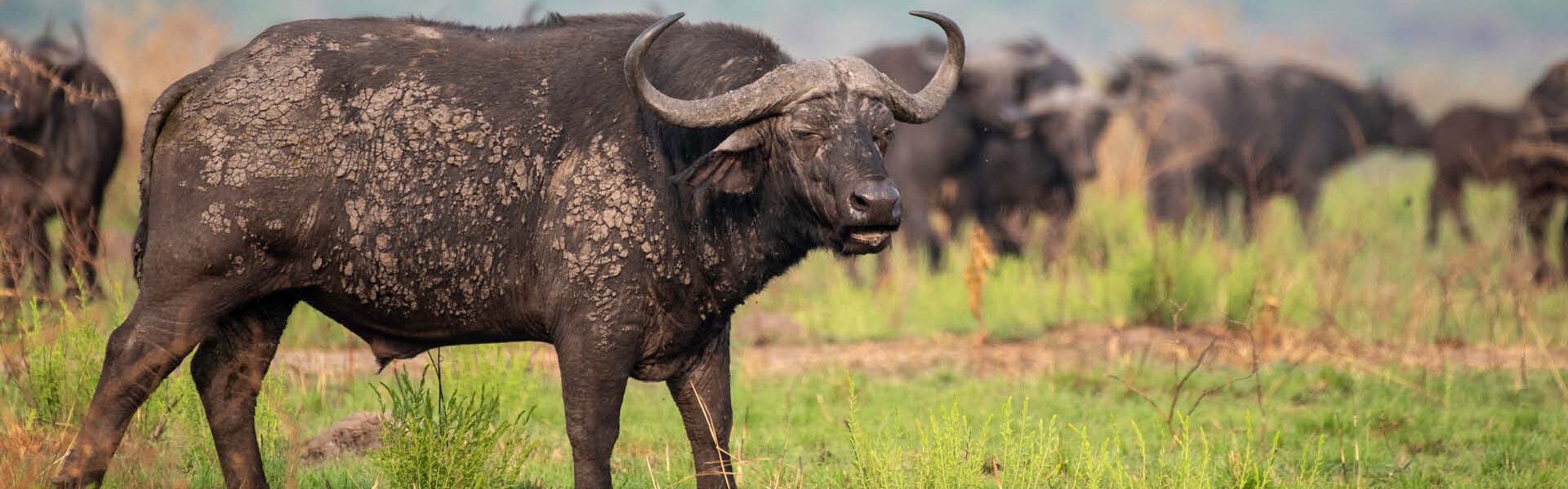 Best Private Safari Destinations in Uganda