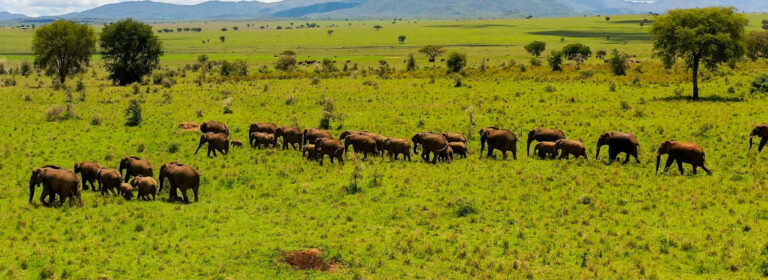 Herd of African elephants crossing the green savannah grasslands of Akagera National Park in Rwanda.
