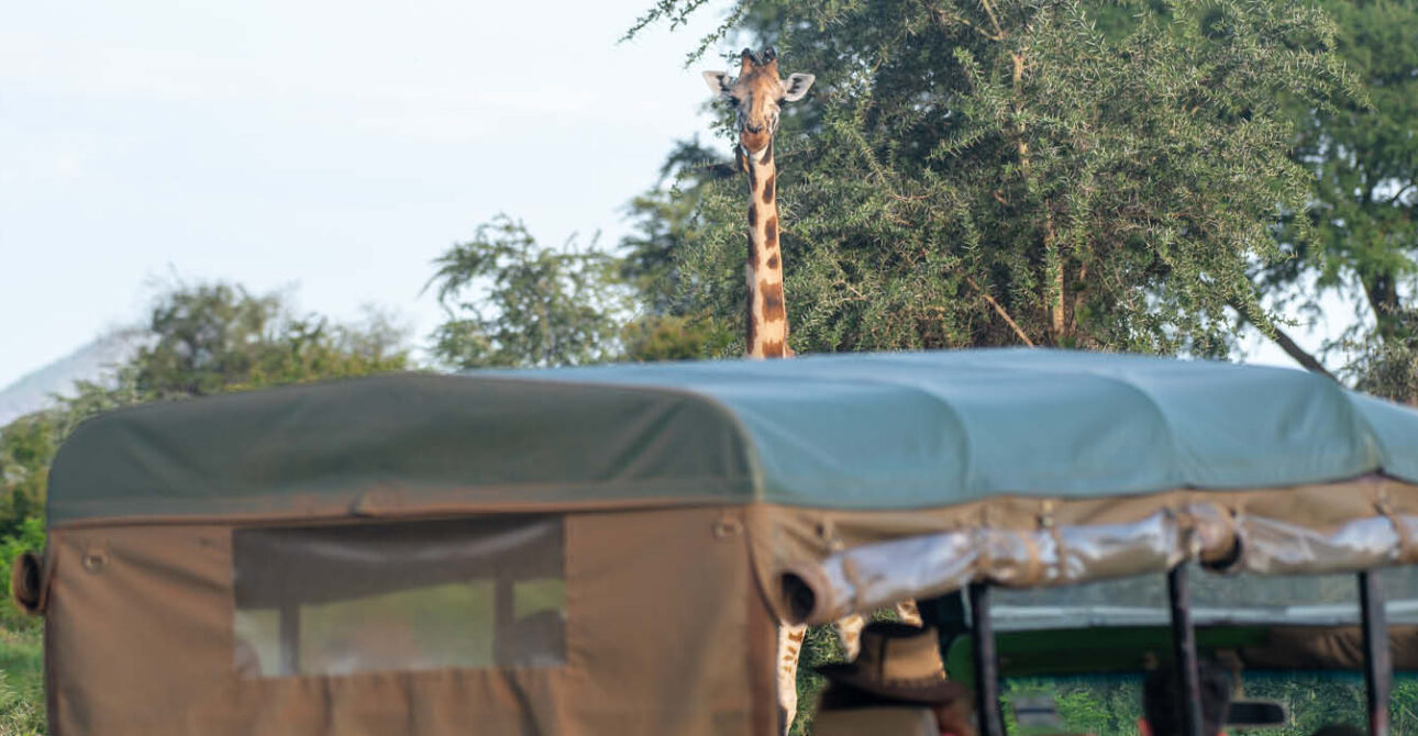 akagera national park game drive rwanda