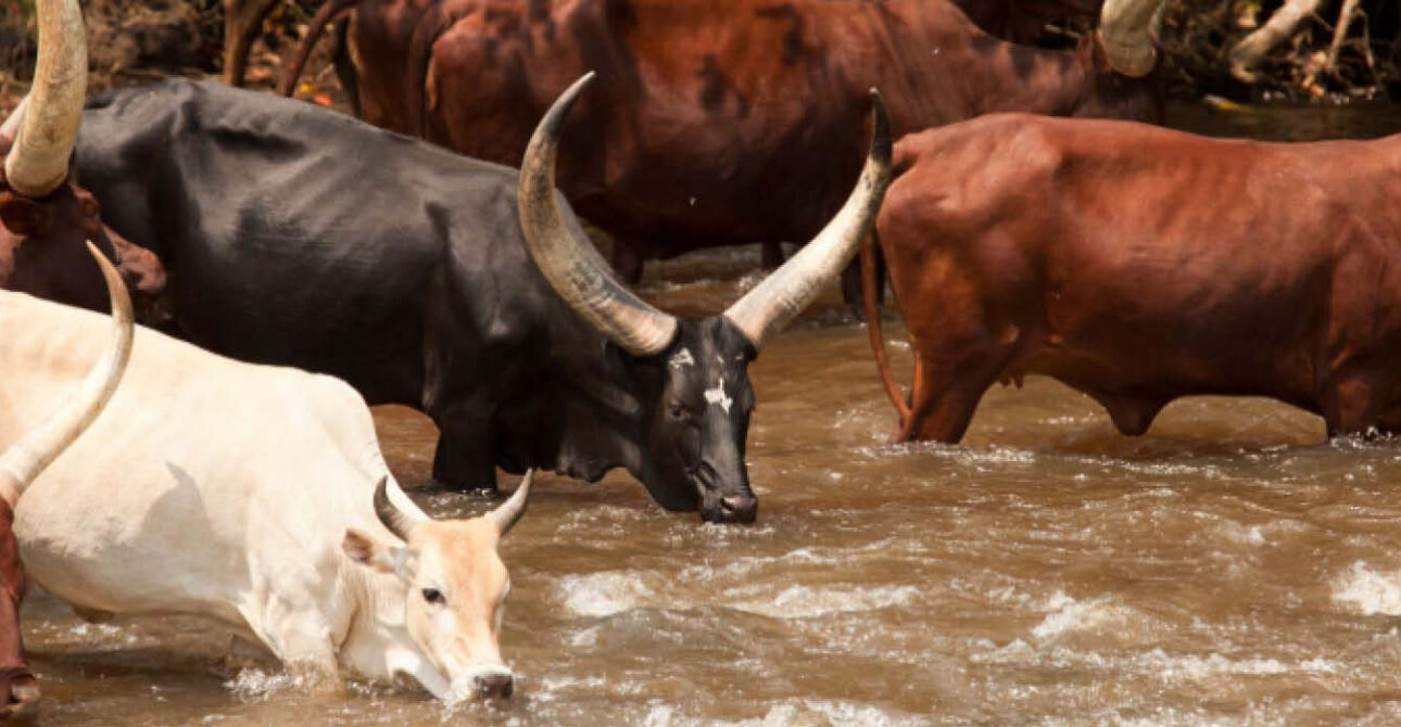Traditional Ankole long-horned cattle gathered at a watering point in Kazo District, southwestern Uganda.