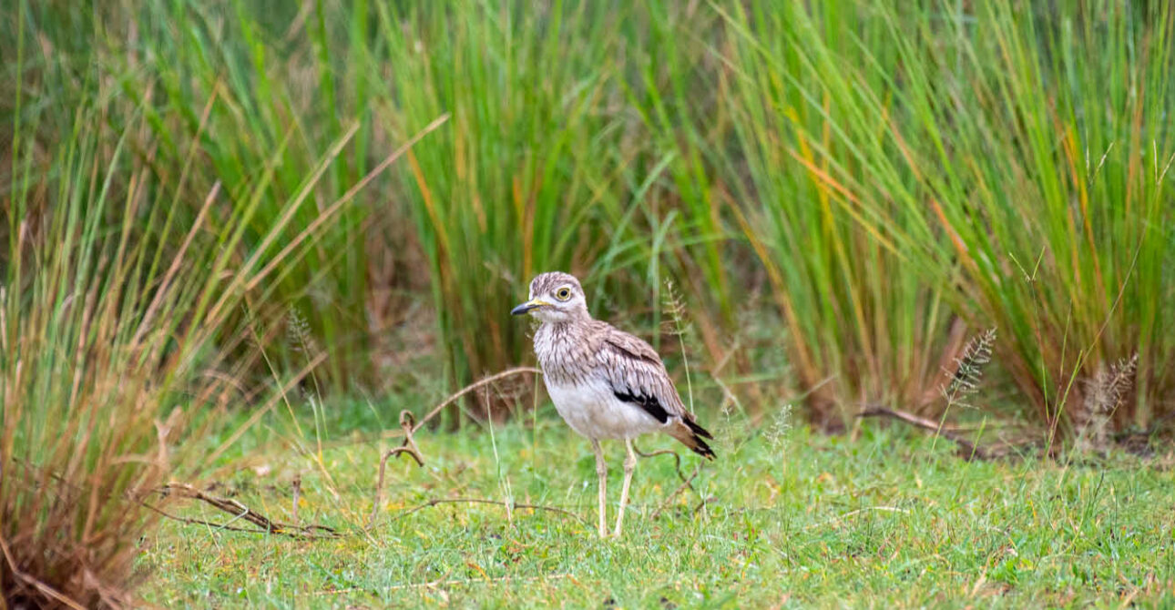 best time to visit bunyoro kingdom uganda birdlife