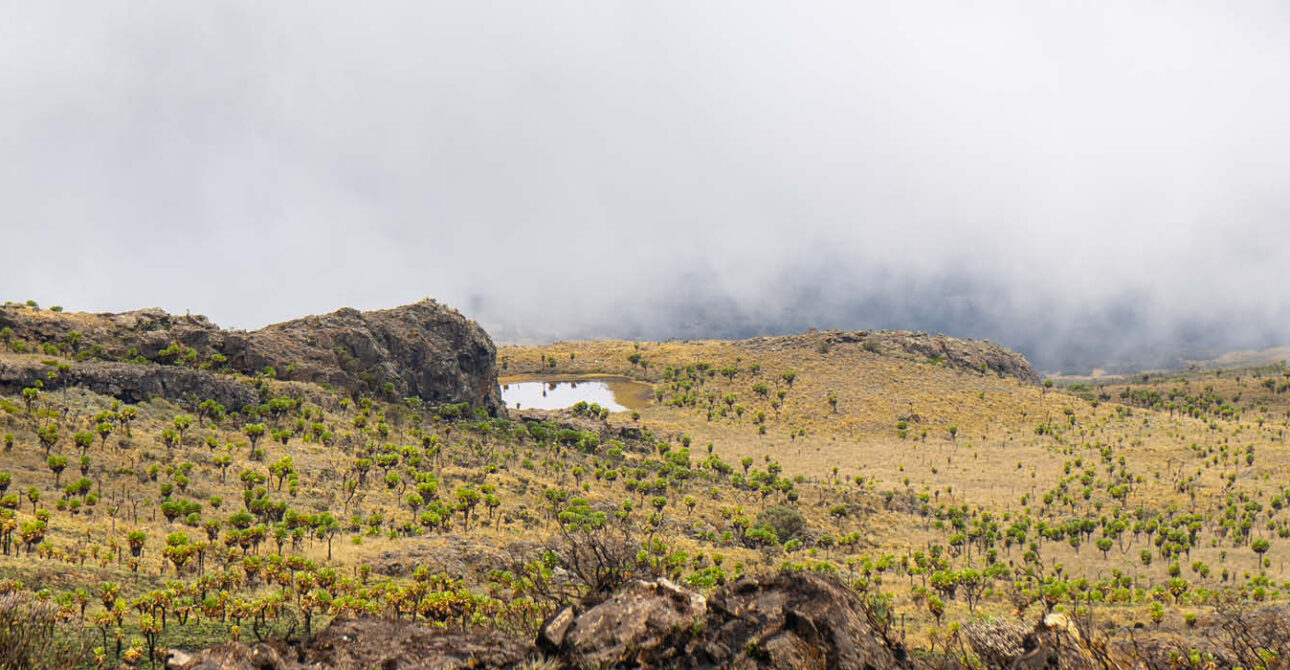 Afro-alpine vegetation, rocky mountain terrain and low clouds in Mount Elgon National Park, Uganda.
