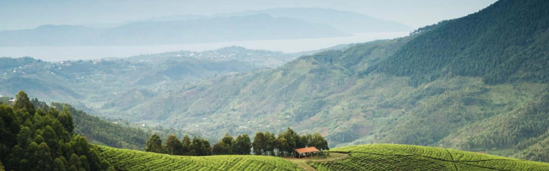 Green tea plantations bordering the tropical rainforest of Nyungwe Forest National Park in Rwanda.