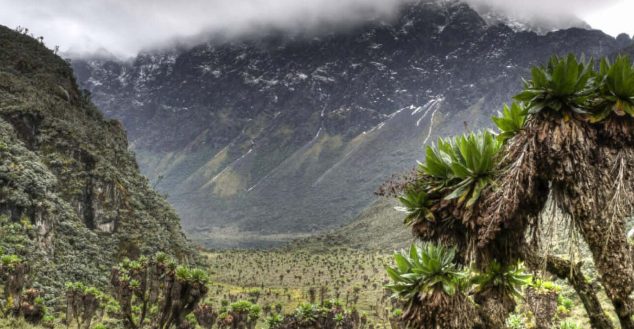 Misty mountain scenery and green alpine vegetation in the Rwenzori Mountains National Park, Uganda.