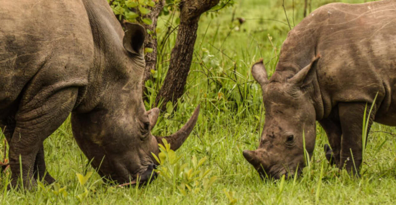best time to visit ziwa rhino sanctuary uganda