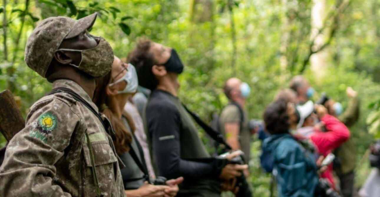 Birding safari guide leading travellers through a forest in Uganda