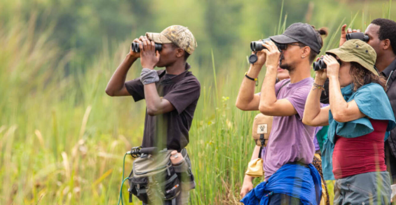 Birdwatchers using binoculars during a birding safari in Uganda and Rwanda