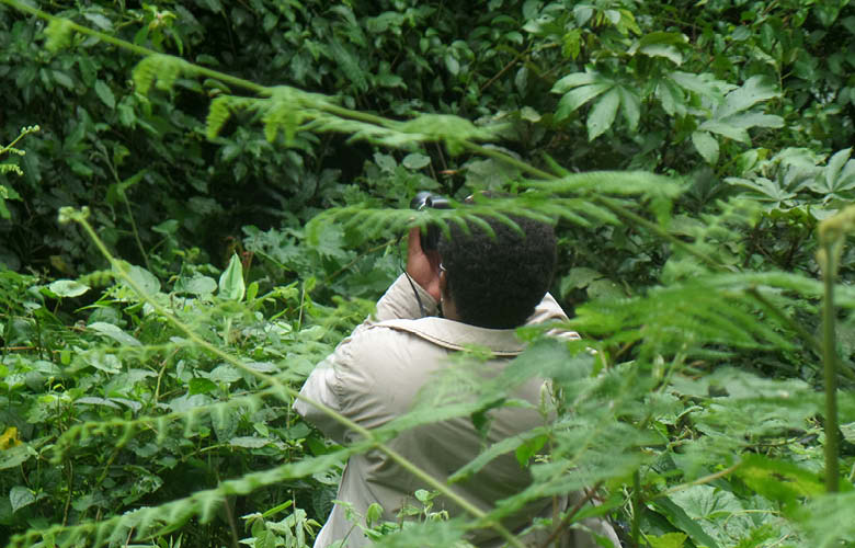 birding safaris