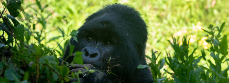 Mountain gorilla feeding in the forest at Bwindi Impenetrable National Park, Uganda