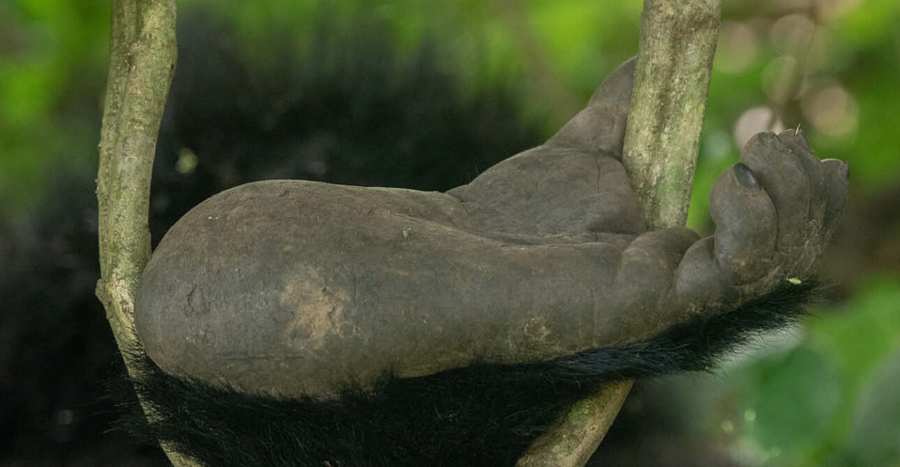 Mountain gorilla resting in Bwindi Impenetrable National Park, Uganda