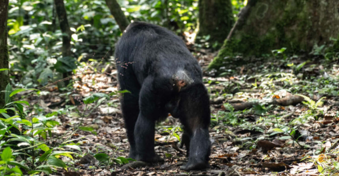 chimpanzee tracking kibale uganda