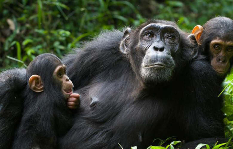 Chimpanzee tracking in Uganda and Rwanda