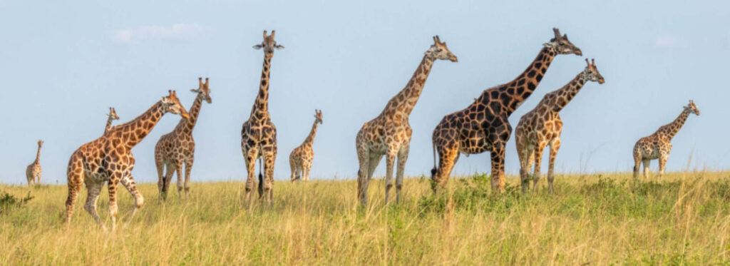 Herd of giraffes, including younger animals, standing in open savannah grasslands beneath a clear sky.