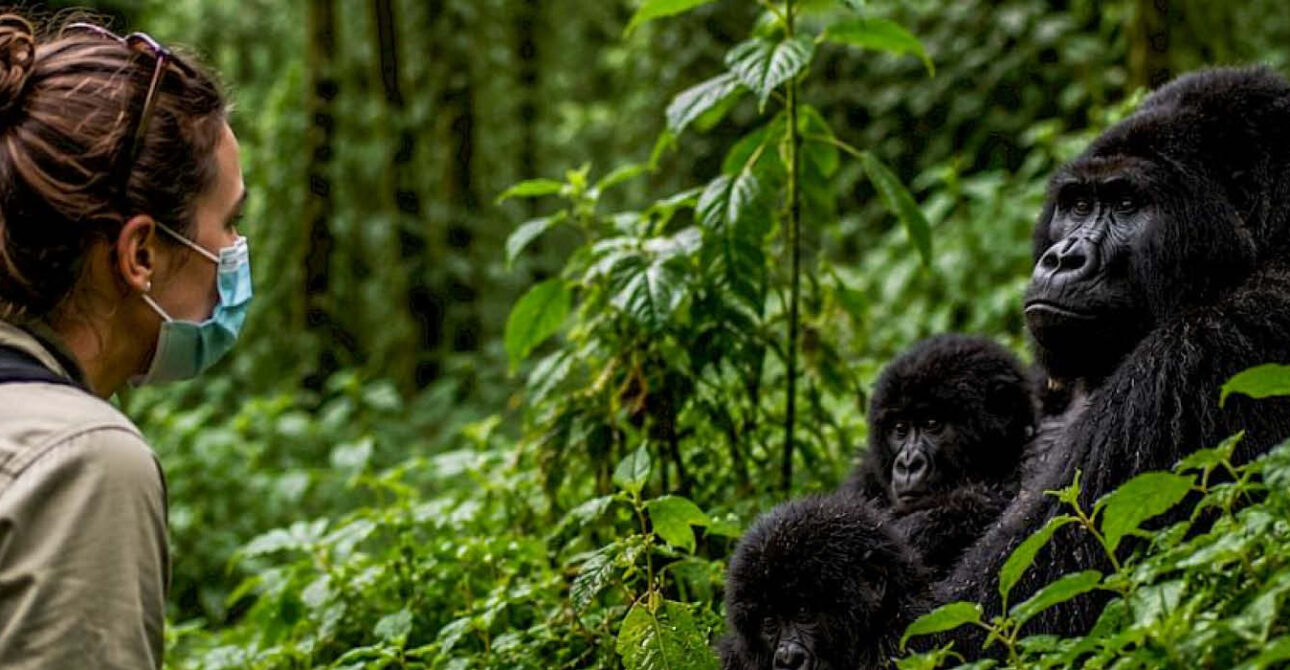 Travellers observing a mountain gorilla during gorilla trekking in Rwanda