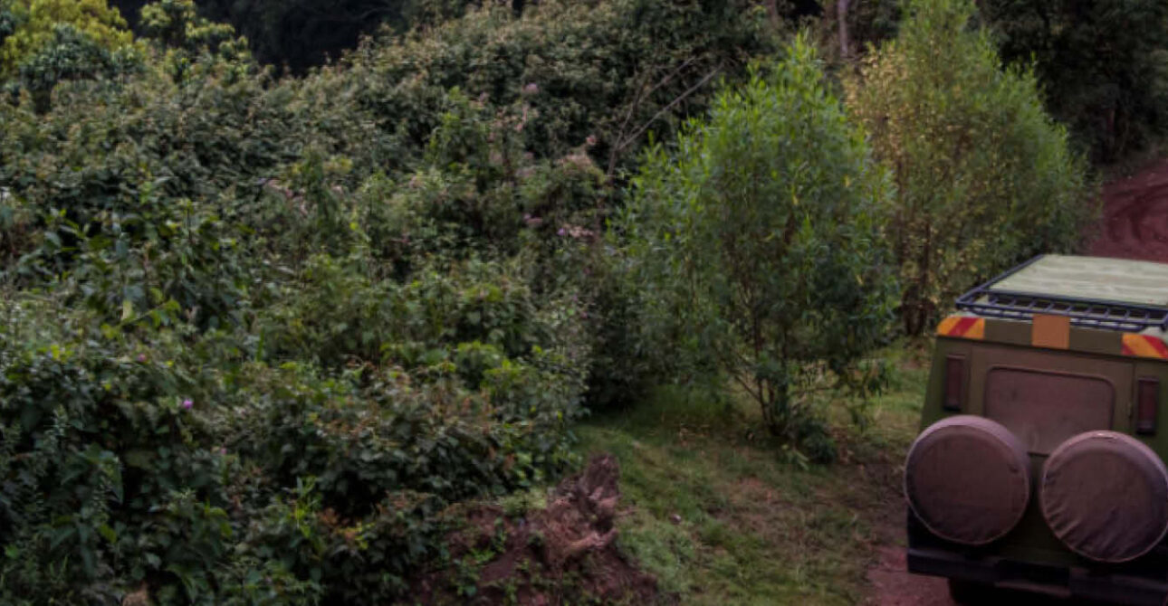getting to gorilla trekking in uganda
