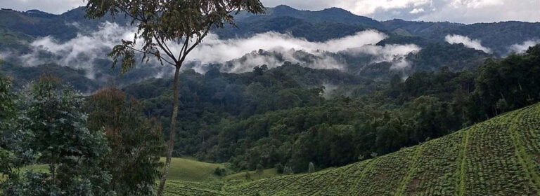 Dense indigenous montane rainforest in Gishwati-Mukura National Park, Rwanda.
