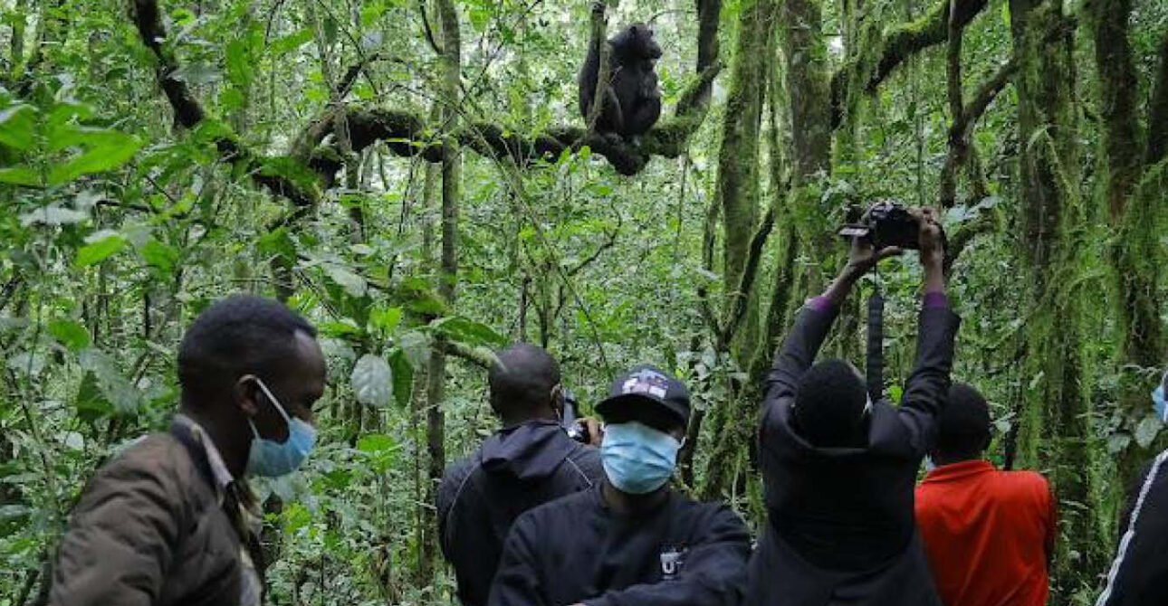 Travellers observing a mountain gorilla during a gorilla safari in Bwindi, Uganda