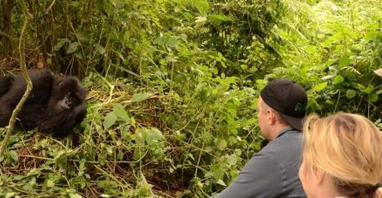 gorilla trekking experience in uganda