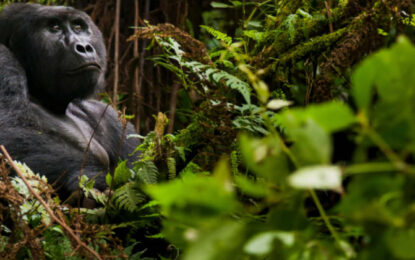 Mountain gorilla in the forest during gorilla trekking in Rwanda